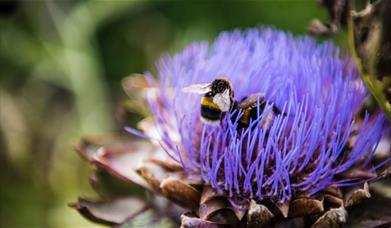Yeo valley Organic Bee Safari 2025